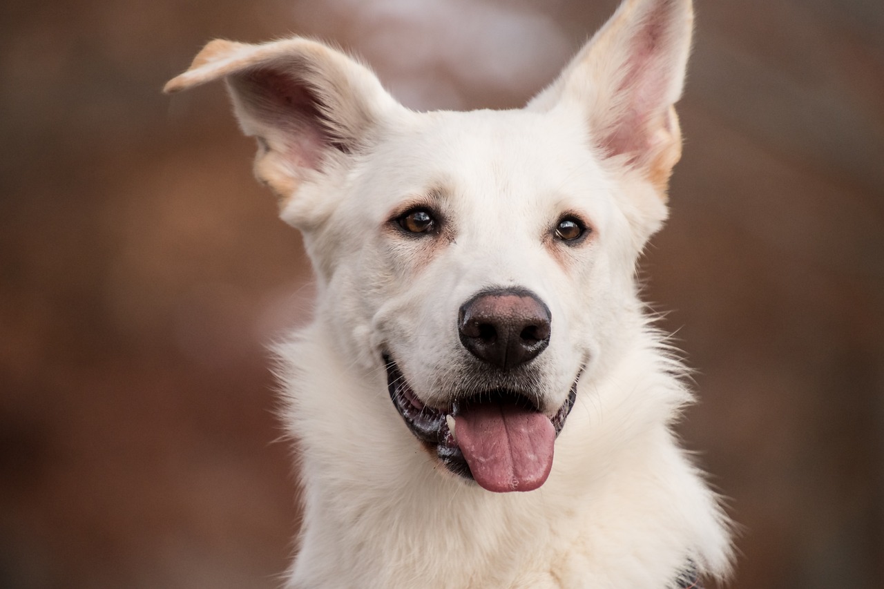 Home Security: How a Dog Can Help